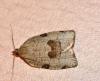 Lozotaenia forsterana